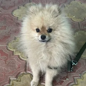 шпиц порода собака