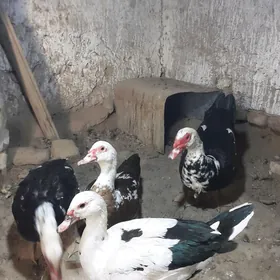 indushka admen tel bilen