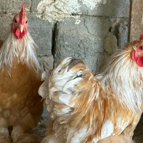 Kokinkin horaz karlik