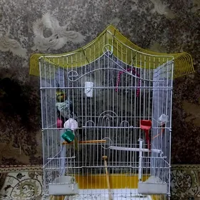 попугай popugay