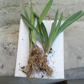 Гипеаструм