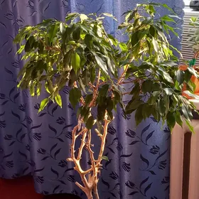 Цветок "Бенджамин"