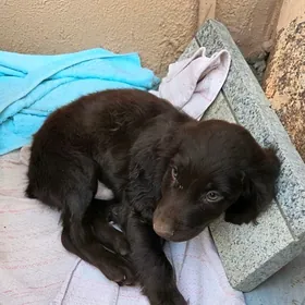 spanel awçy gujik 2 aylyk