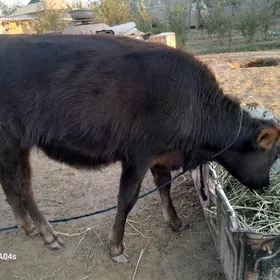 òkuz.        [ tuve ]