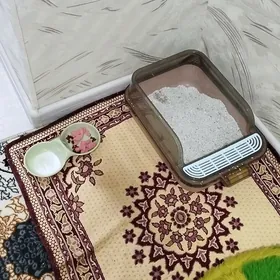 латок корм песок для кота