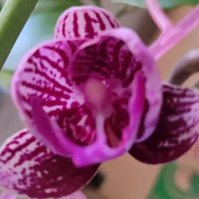 цветы орхидеи