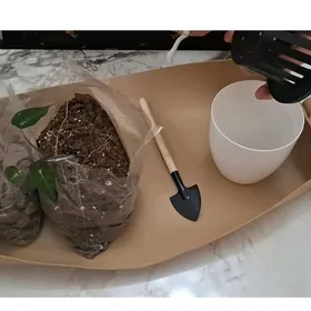 otag gulleri комнатные растени