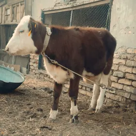 simmental fleckvieh unajyn