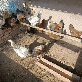 БРОЛИР 5  АЙЛЫК.