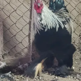 Бролир тройка двойка.