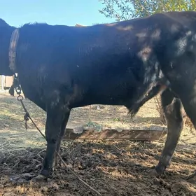 Okuz/Mallar/Gole/Öküzce/öküz