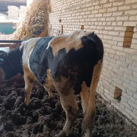 glasteyn tohum parod