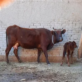 SÜÝIDLIJE GÖLELI SYGYR