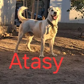 TŰRKMEN ALABAỲY AKJA