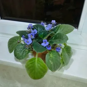 Фиалка ,,Королевская "