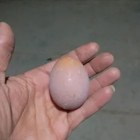 dogotran kyzyl towuklar