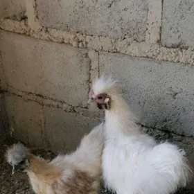 Karlik Towşantüÿ Abmen