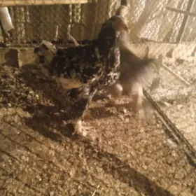 BRAMA Mramyrny Abmen