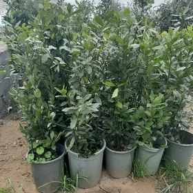 лавровый лист lawrowy list