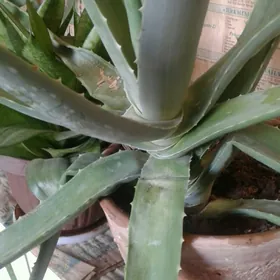 Aloe dermanlyk.Алоэ Вера.