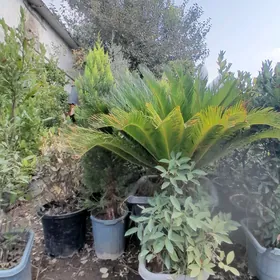 пальма цыкас Palma