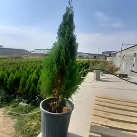 туя пирамида tuya