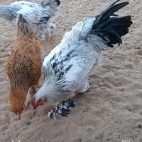 брама хораз