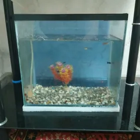 аквариум с рыбками