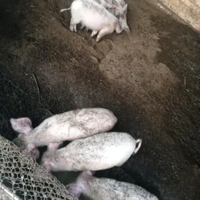 3 aylyk donuz çağa