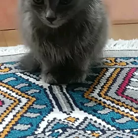 Котенок порода Небелунг