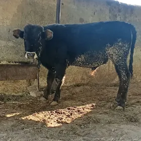 öküz iki sany şiwes