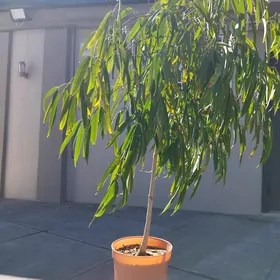 Фикус али рост 2 метра