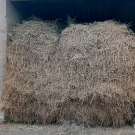 satlyk Ýorunja oty.