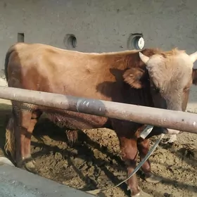 bakylan okuz gulajin