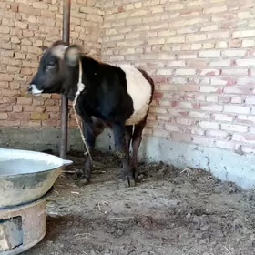 Tohum Öküz Gibrit 8 aýynda