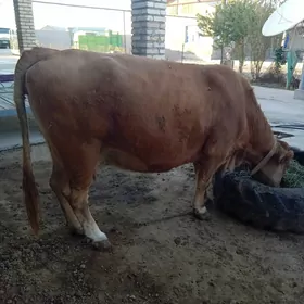 Бакылан Сыгыр