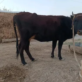 голели сыгыр