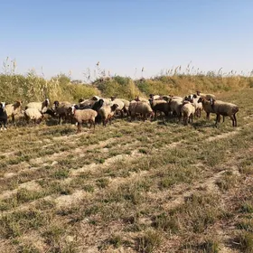 Baky goyunlar we geçi