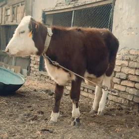 simmental fleckvieh unajyn