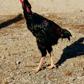 ТАШКЕНТ ХОРОЗ МАКСИ БН