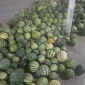 гарпыз малык