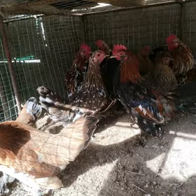 Karlik towuk карлики