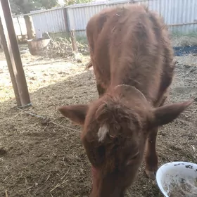 лимузин окузче