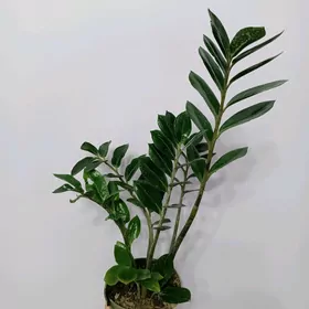 ЗАМИОКУЛЬКАС