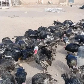 induk, jüje, horaz, towuk