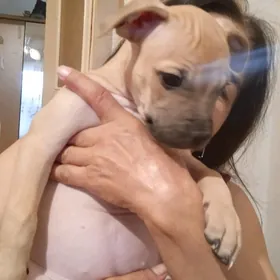 Американский Стафф бультерьер