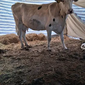 саглык сыгыр