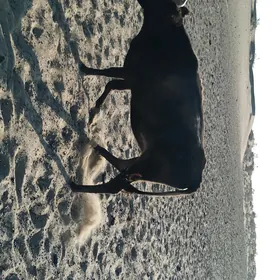 sygyr gacar tutus satlyk