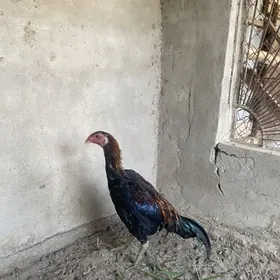 бойцовый петух