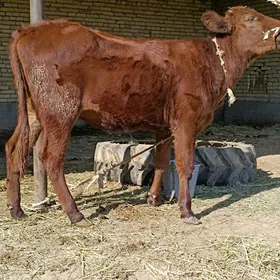 2 sany parodny unajyn